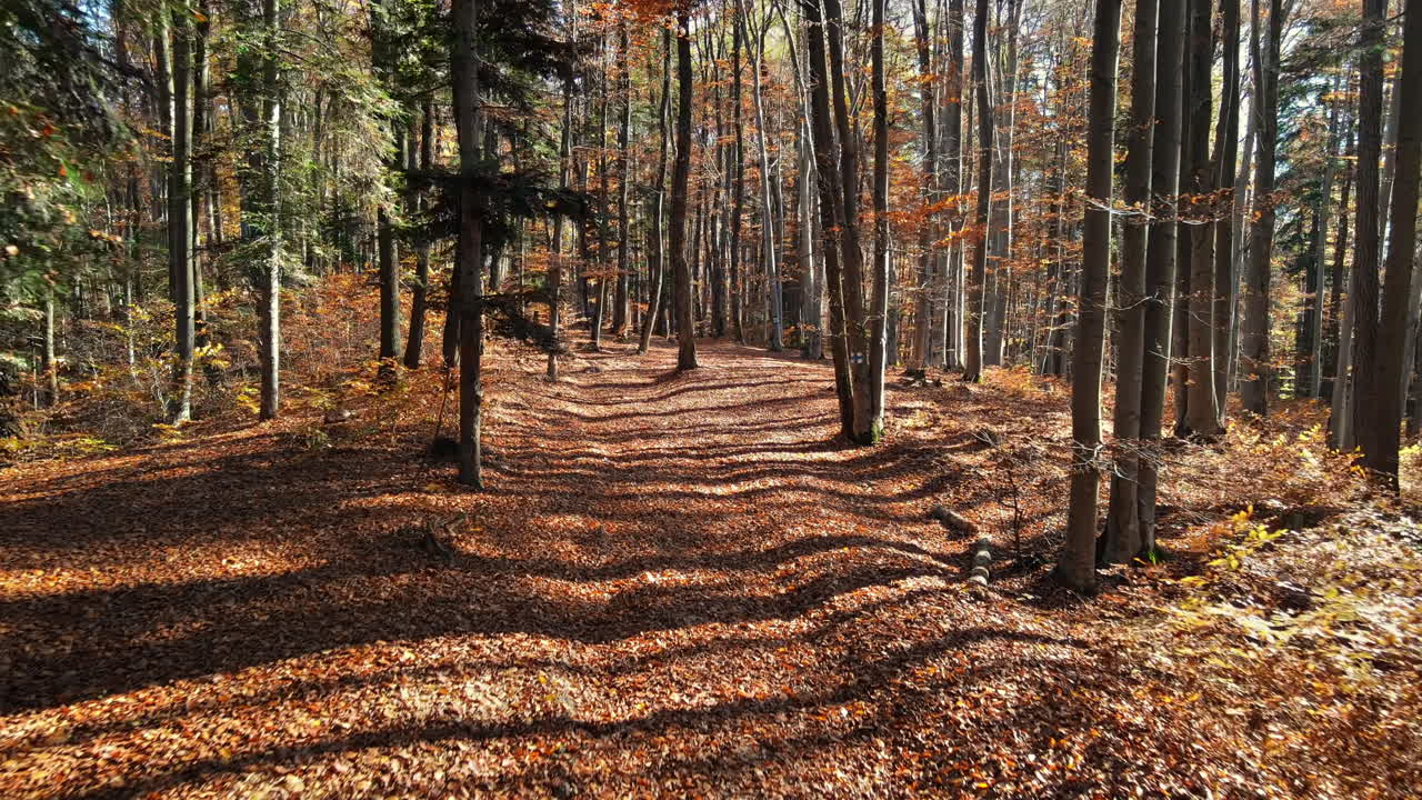 View of the autumn forest with yellowed and fallen leaves in Brasov, Romania