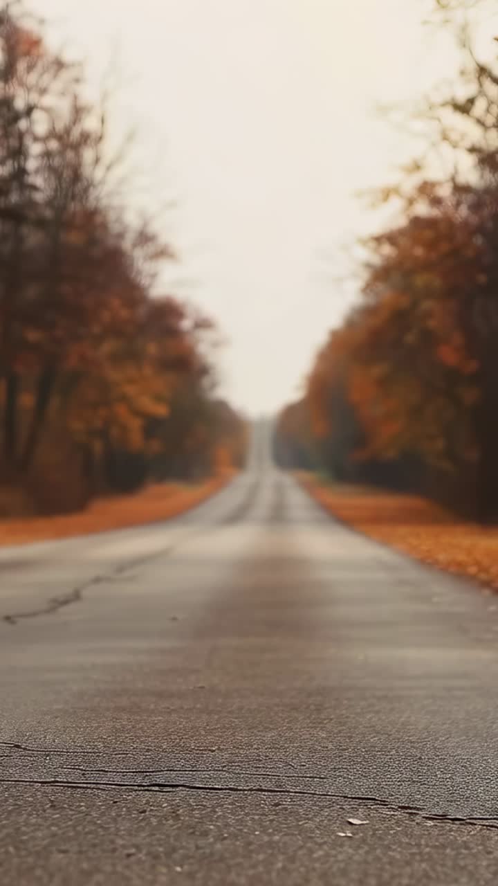 Video verticale: vento impetuoso che spinge le foglie attraverso una strada asfaltata, alberi lungo i lati, foglie che si diradano