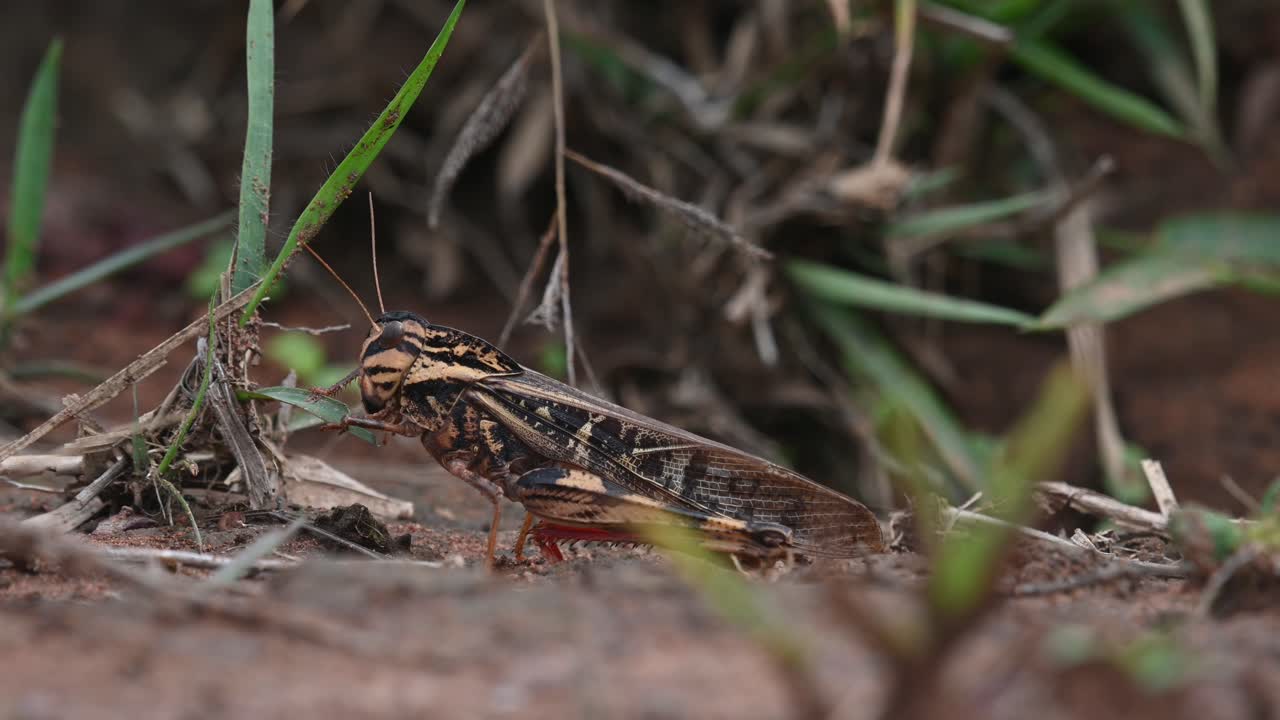 A brown Grasshopper with stripes and red legs approaches a grass and then eats the blade halfway