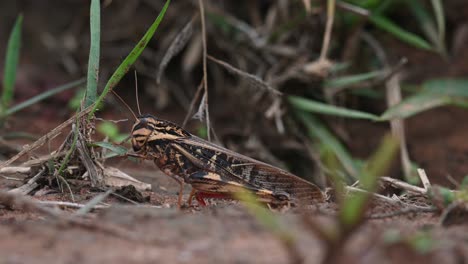 un saltamontes marrón con rayas y patas rojas se acerca a la hierba y luego se come la hoja a la mitad