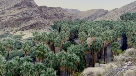 toma de panorámica cinematográfica de un surco de palmeras ventiladoras de california que prosperan en el oasis del desierto en el cañón de las palmeras en el sur de california