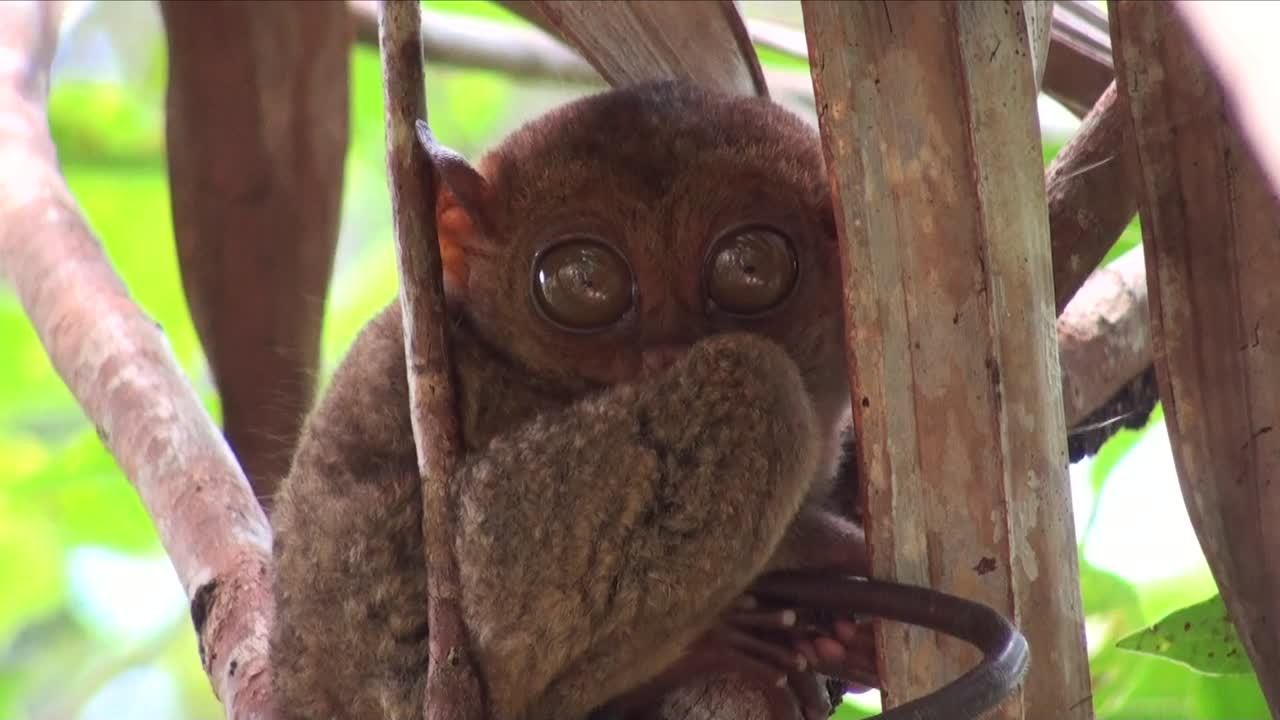 Premium stock video - Tarsier close up in tree in bohol island philippines