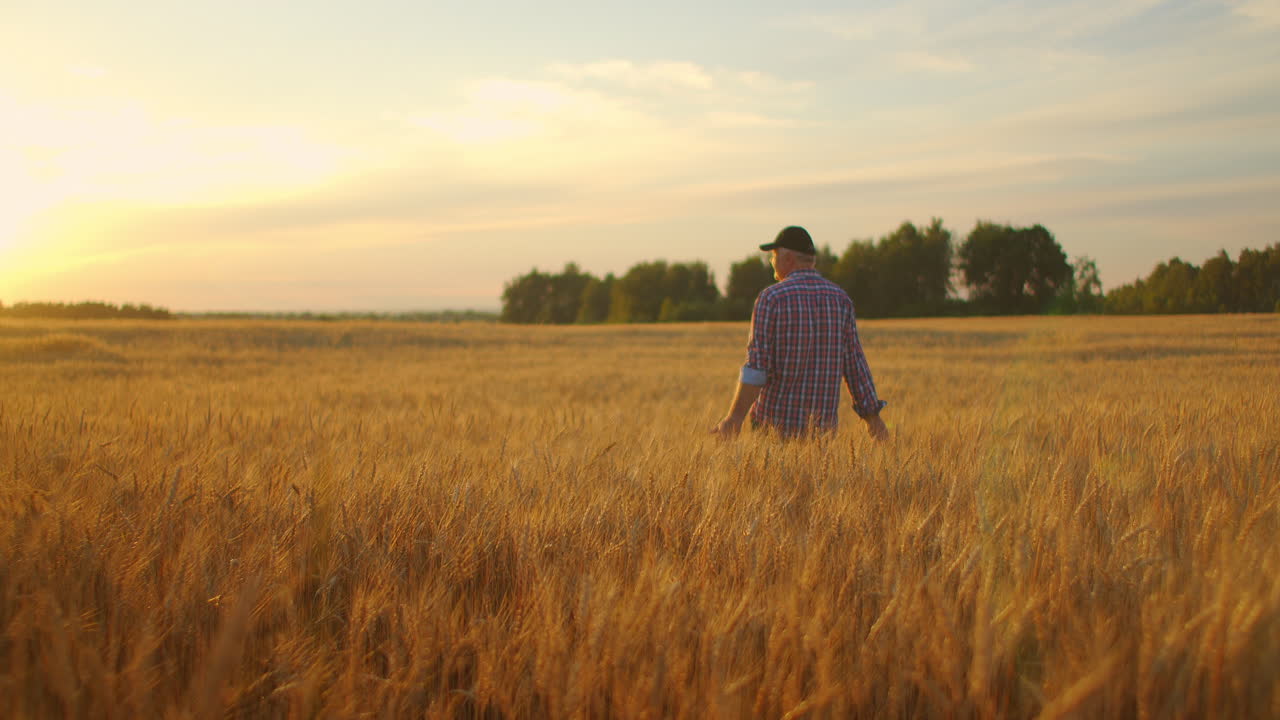 hombre agrónomo agricultor en un campo de trigo dorado al atardecer. hombre mira las orejas del trigo vista de atrás. la mano del agricultor toca la orejilla del trigo al atardecer. el agricultor inspecciona un campo de trigo maduro.