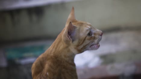 indian billi breed also known as indian common cat