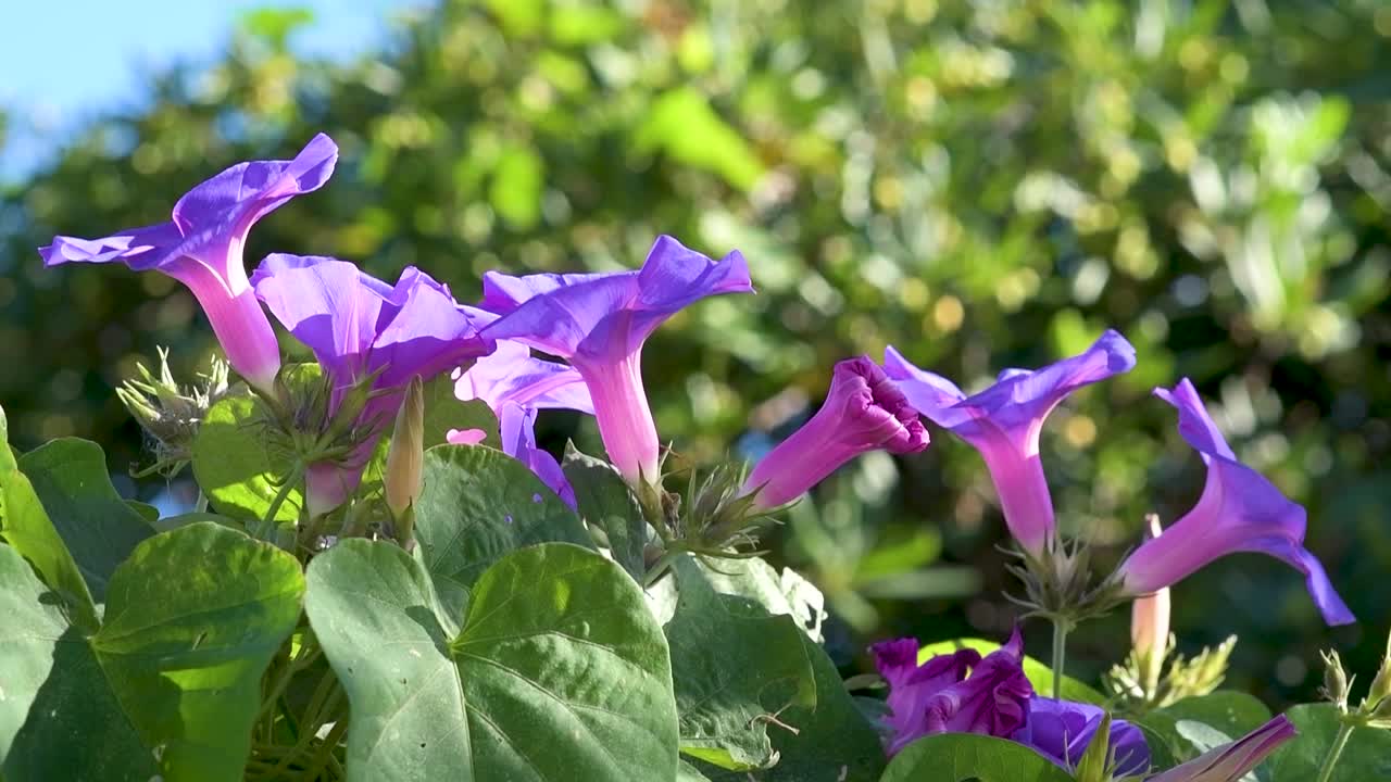 vista de flores de gotas de nieve moviéndose con el viento y fondo borroso en un día soleado