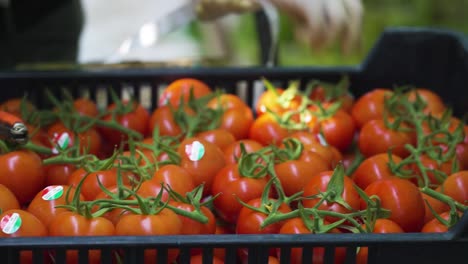 trabajador clasificando tomates rojos maduros en cajas negras