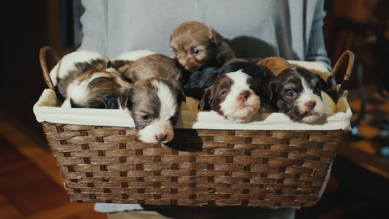 Portrait Of A Woman With A Basket Full Of Little Puppies