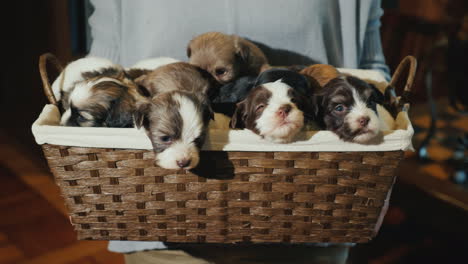 Portrait-Of-A-Woman-With-A-Basket-Full-Of-Little-Puppies