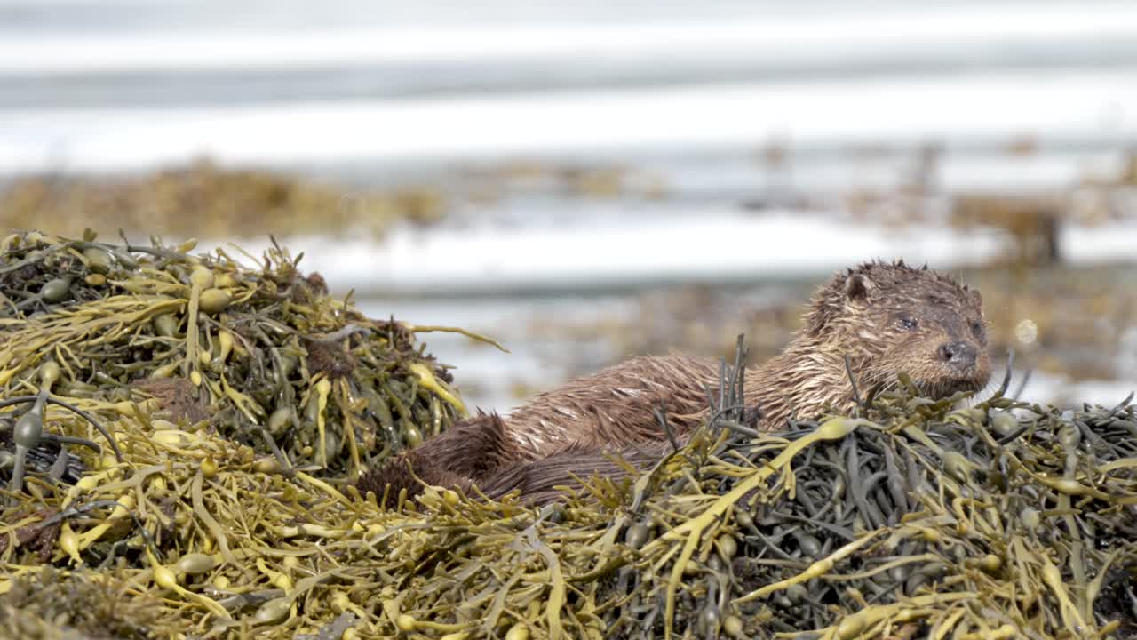 nutria adulta con cachorros, en un nido mirando hacia la cámara, agua ondeando detrás