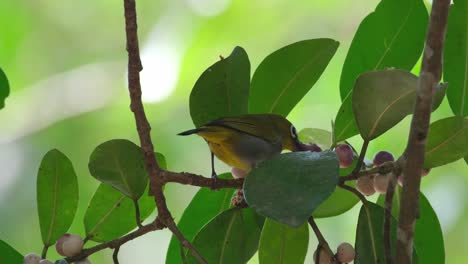 Visto-Masticando-Y-Tirando-Frutas-Para-Comer-Como-Se-Ve-En-El-Follaje-De-Un-árbol-Frutal,-Zosterops-Everetti-De-Ojos-Blancos-De-Everett,-Tailandia