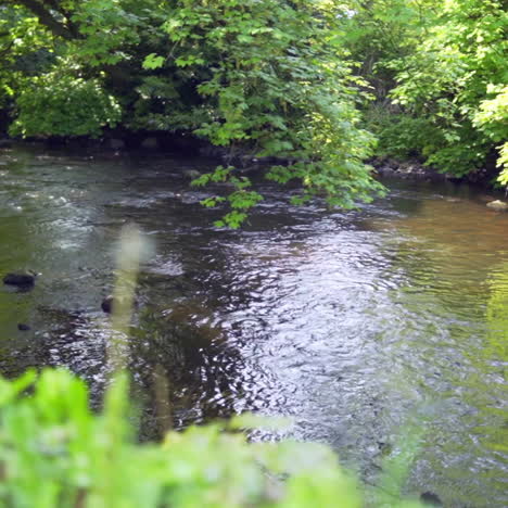 river revealed from a grassy bank