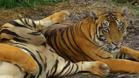 a close-up shot of three tigers resting on a hot day