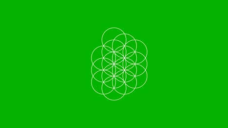 la flor de la vida creciendo en una pantalla verde
