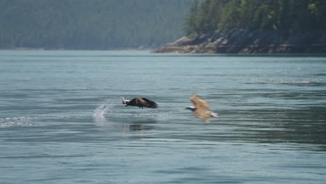 eagle catching fish in the ocean in canada