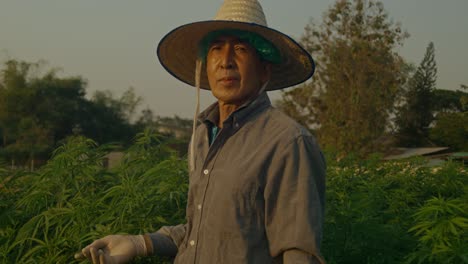 farmer in hemp field