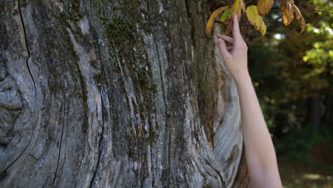 Weibliche-Hand-Berührt-Und-Streichelt-Blätter-Und-Die-Alte-Baumrinde,-Nahaufnahme