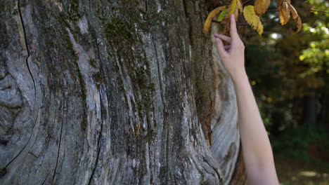 Female hand touching and stroking leaves and the old tree bark, close up shot