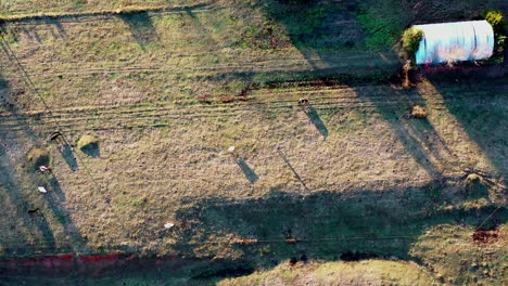 Drone-Sobre-Pasto-De-Vaca