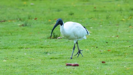 un ibis de cabeza negra explora una zona de hierba, picoteando el suelo bajo la luz natural del día, mostrando su comportamiento de búsqueda de alimento