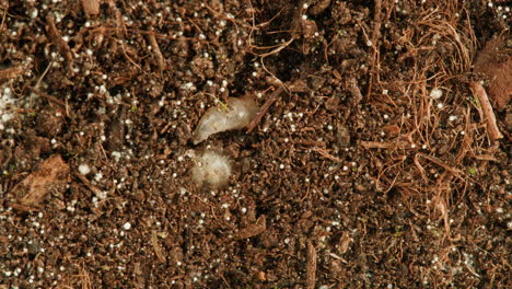 close-up view of potting soil