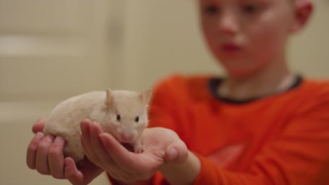 un niño pequeño sosteniendo un hámster hacia la cámara