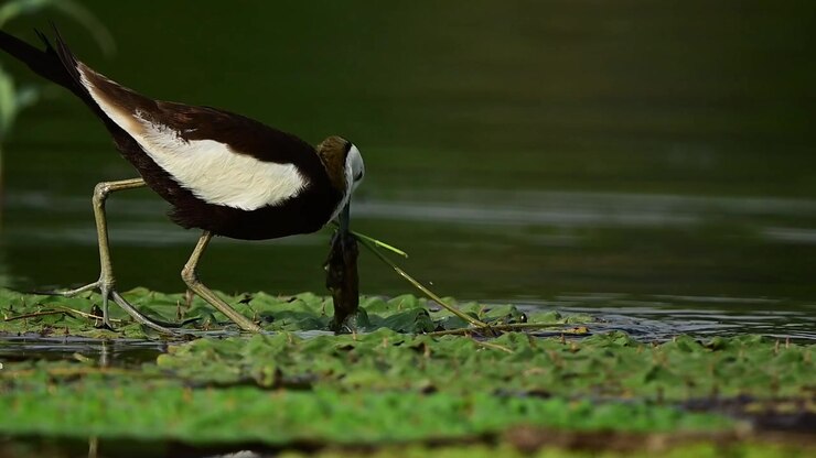 Il ritmo tranquillo della palude prende vita mentre una bellissima Jacana dalla coda di fagiano cammina sulle ninfee, cercando piccole prede nel bagliore tenue e caldo del primo mattino