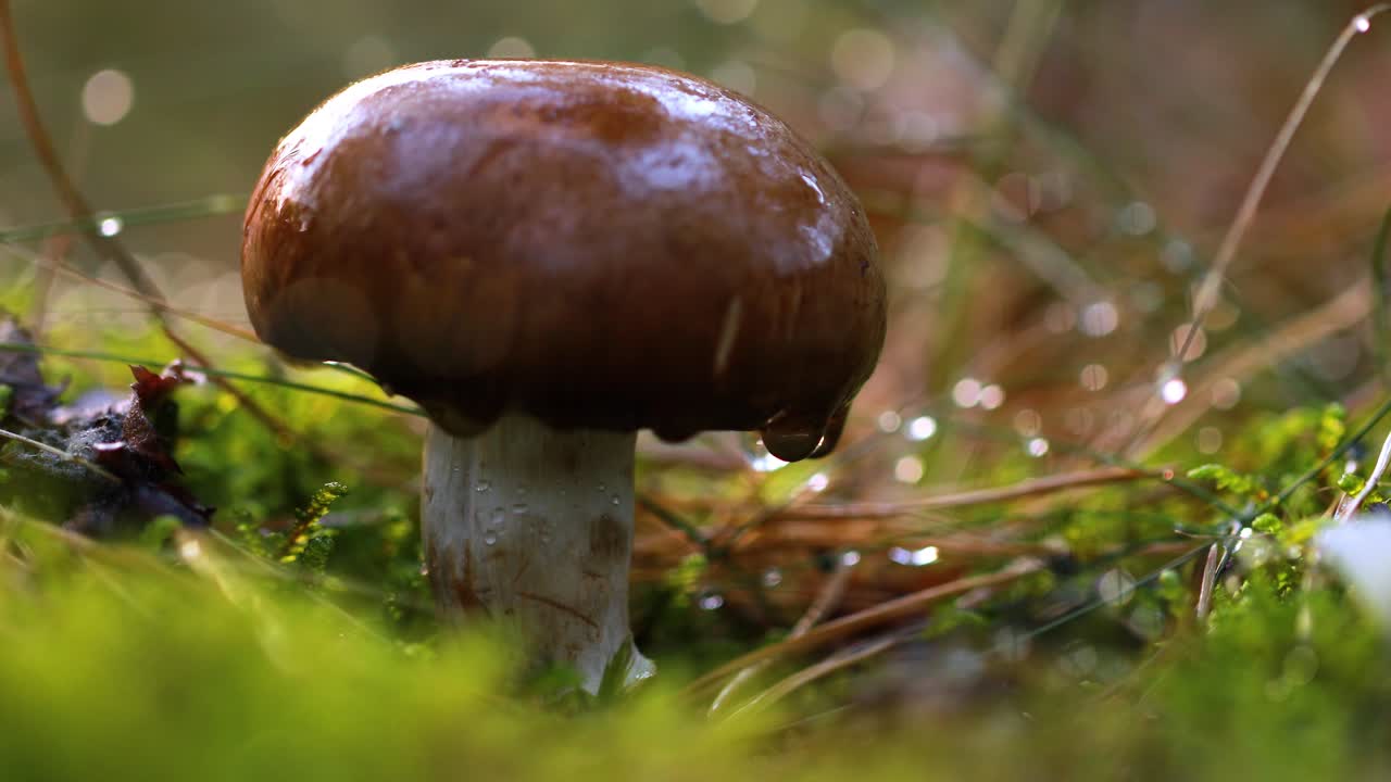 Man cuts a mushroom with a knife in the autumn forest.