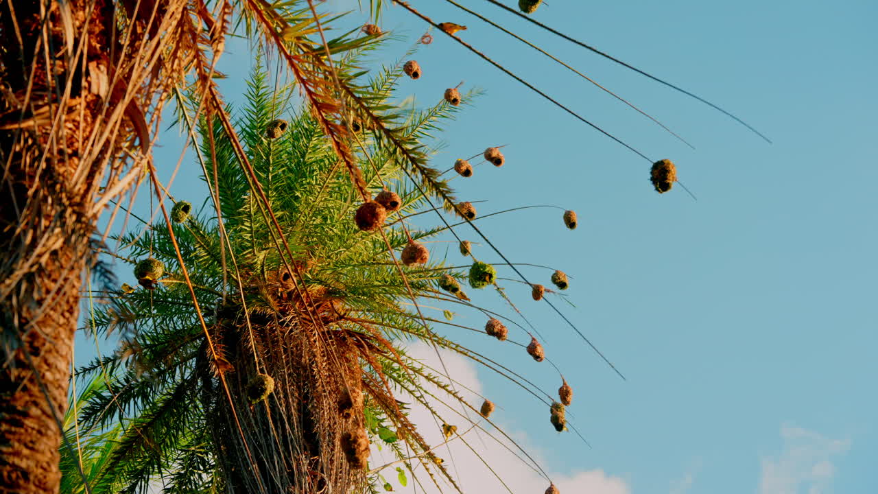 Close up shot of tropical hummingbirds chilling on top of exotic tree
