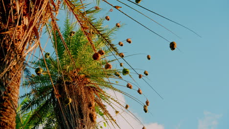 Close-up-shot-of-tropical-hummingbirds-chilling-on-top-of-exotic-tree