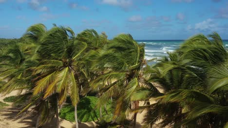 Pristine-and-bounty-tropical-shore-with-coconut-palm-trees-and-turquoise-caribbean-sea.-Aerial-view-from-drone