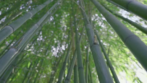 bamboo forest