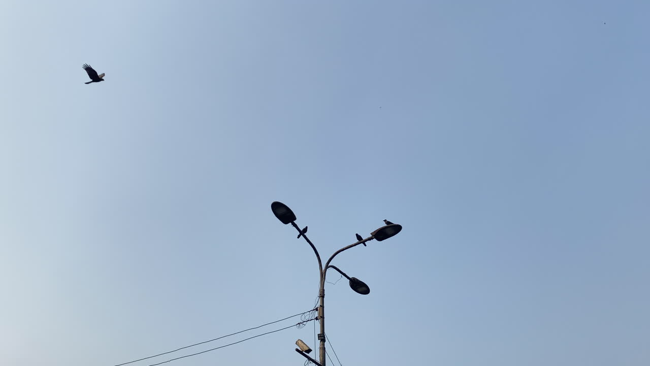 새 떼가 하늘을 날고 일부는 가로등에 착륙합니다.