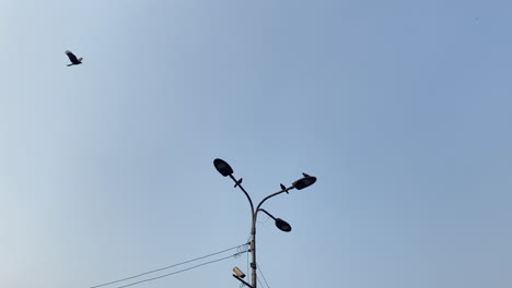 A-flock-of-birds-fly-across-the-sky,-some-land-on-a-street-light