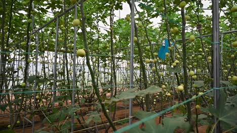 sweet, fresh green figs on the fig tree branches inside a greenhouse