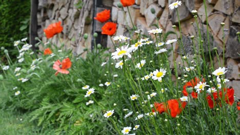 Unzählige-Mohnblumen-Und-Gänseblümchen-Wachsen-Auf-Dem-Boden-Vor-Feuerholzhaufen