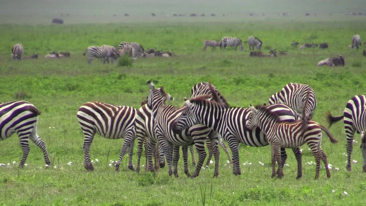 savana verde piena di zebre al pascolo, un gruppo davanti, più gruppi sullo sfondo, campo lungo con erba verde