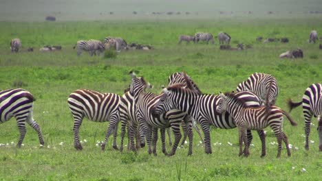 sabana verde llena de cebras pastando, un grupo al frente, más grupos en el fondo, tiro largo con hierba verde