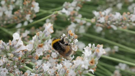 Hummel-Auf-Lavendel-Hautnah