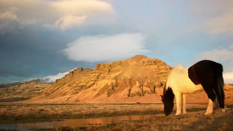 video of a horse eating grass in the wilderness of iceland mountains in the background. the wild horse is on the right of the frame and shows the epic surroundings and other horse far in the distance