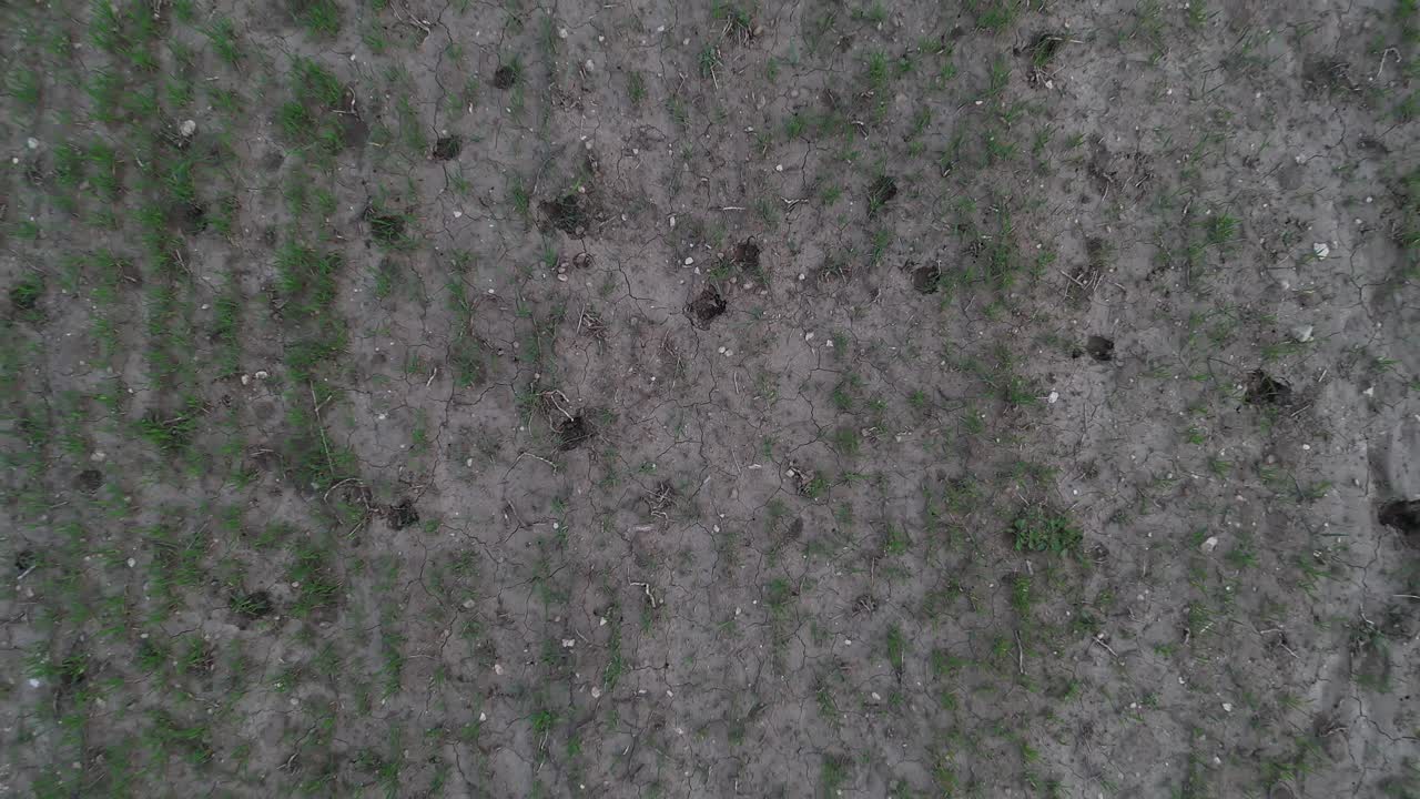Aerial view of a field where vegetables have been planted