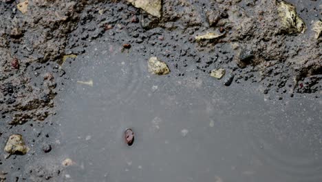 raindrops in a puddle close-up