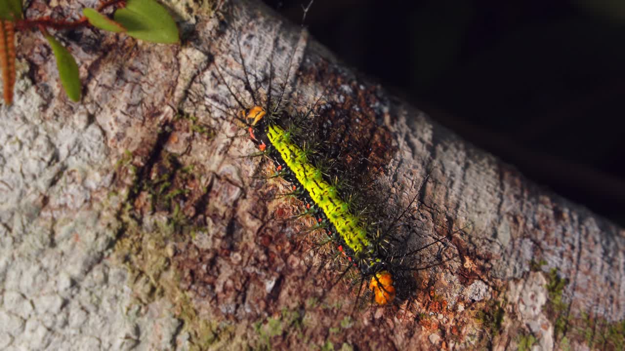 In Peru’s Amazon, a spiny-bodied moth caterpillar explores tree trunk surfaces in vivid closeup.
