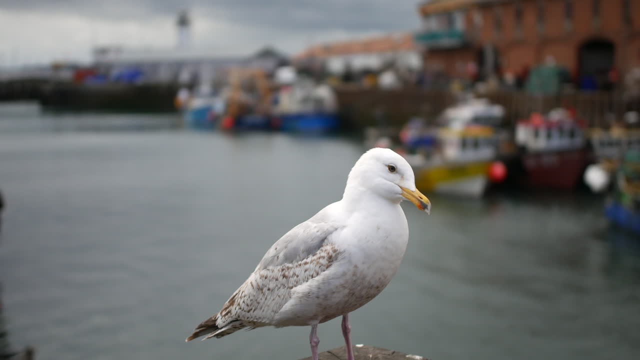Un gabbiano appollaiato sulla ringhiera del porto con barche da pesca ed edifici sfocati sullo sfondo a Scarborough, North Yorkshire, in Inghilterra