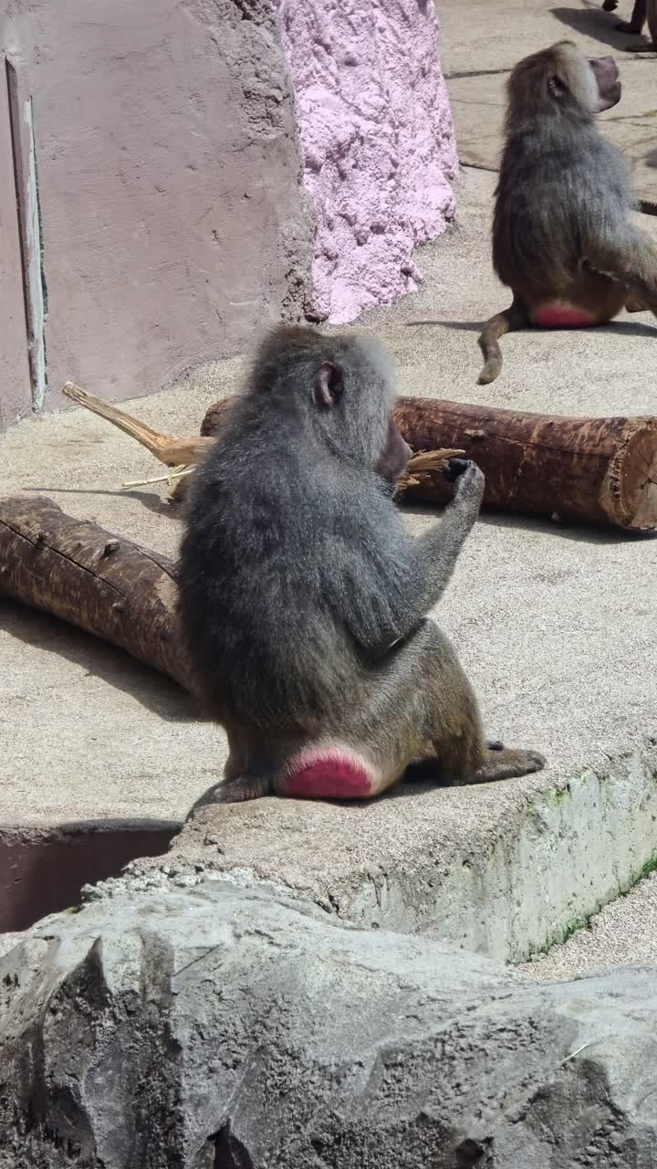 Two Hamadryas baboons rest in their enclosure at the Seoul Grand Park Zoo, showcasing the social life of primates in a wildlife conservation park