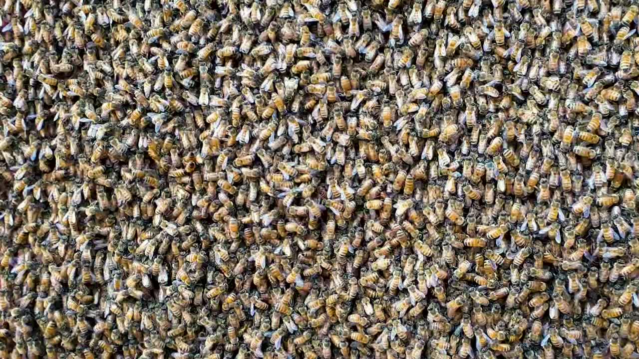 Primo piano di uno sciame di api che succhiano il nettare