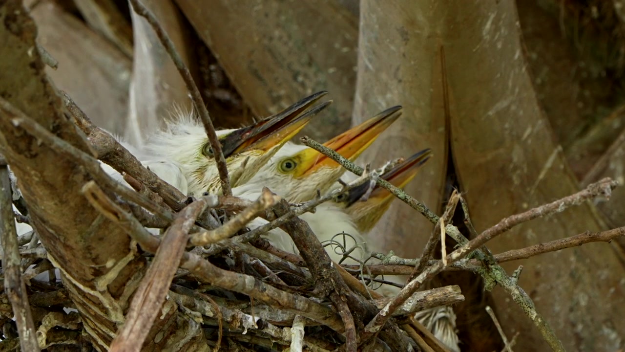 Snowy egret chicks in a nest