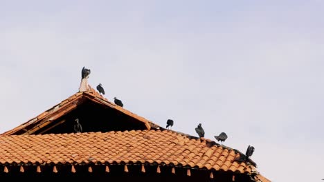 Gruppe-Von-Geiervögeln-Gegen-Den-Blauen-Himmel,-Die-An-Einem-Sonnigen-Sommermorgen-Auf-Dem-Damm-Von-Amador-In-Panama-City-über-Dem-Ziegeldach-Eines-Gebäudes-Stehen