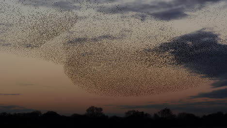 starling murmuration with partly cloudy sky and tree-lined background