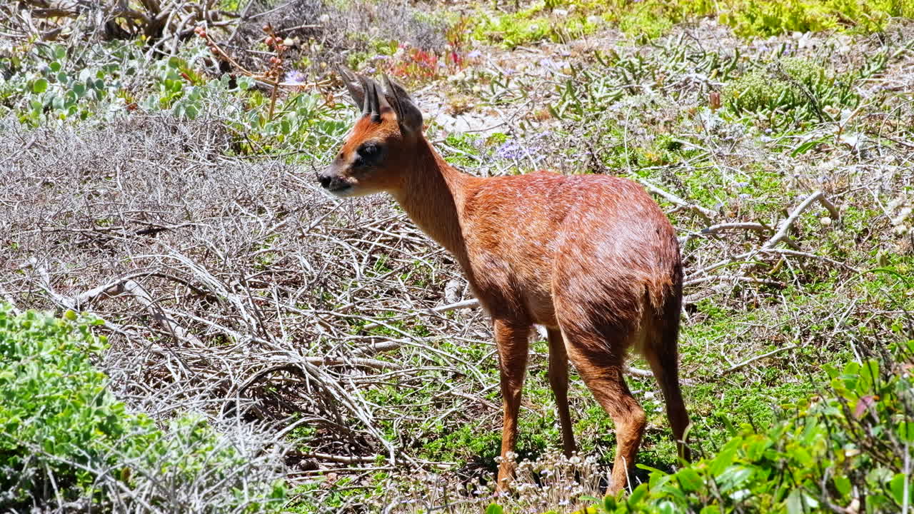 delicado cape grysbok con cuernos cortos de pie en el matorral costero, telefoto