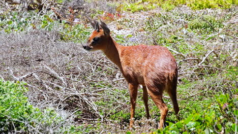Dainty-Cape-Grysbok-with-short-horns-standing-in-coastal-shrubland,-telephoto